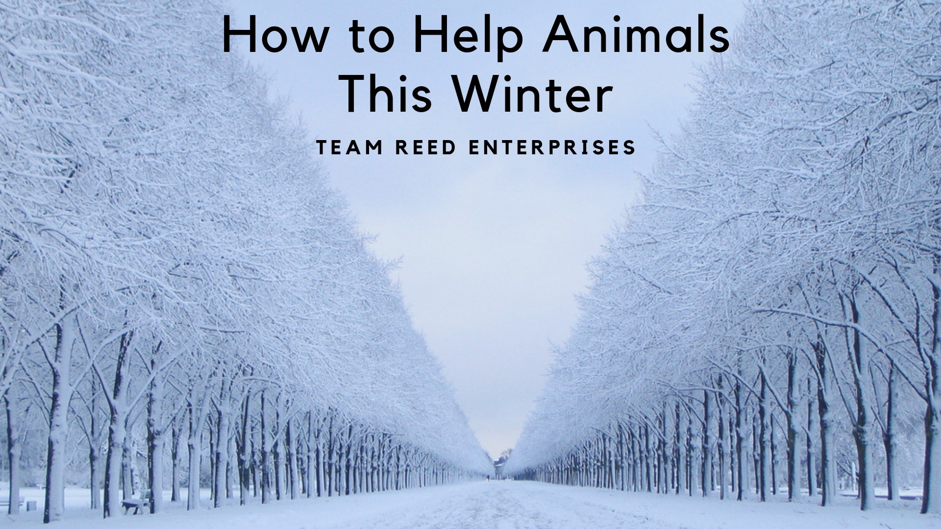 How To Help Animals This Winter